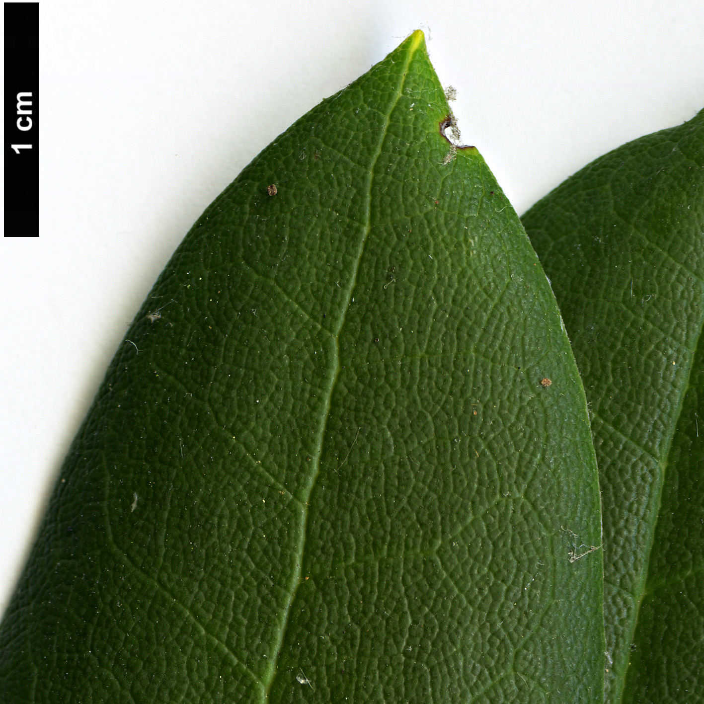 High resolution image: Family: Ericaceae - Genus: Rhododendron - Taxon: maculiferum - SpeciesSub: subsp. anhweiense High resolution image: Family: Ericaceae - Genus: Rhododendron - Taxon: maculiferum - SpeciesSub: subsp. anhweiense